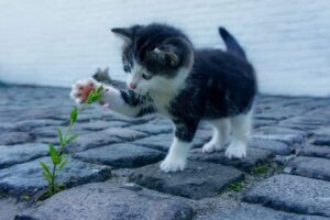 VIO黒ずみを通販で購入する際の注意点は？