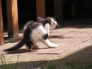 VIOの黒ずみとかゆみを伴う原因とは何ですか？