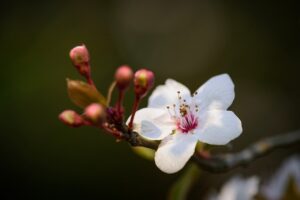 デリケートゾーンの黒ずみを美白するクリームはどれがおすすめ？